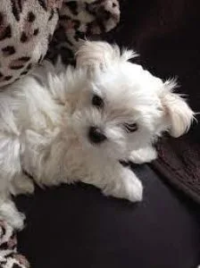 Purebred Maltese Puppies(Toy)