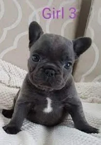 Blue French Bulldog Puppies