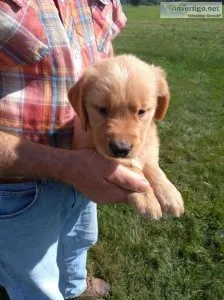 AKC REGISTERED MALE GOLDEN RETRIEVER PUPPY