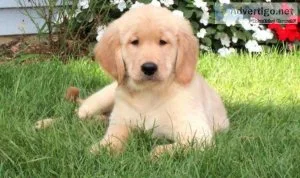 Meet Matthew Golden Retriever puppy