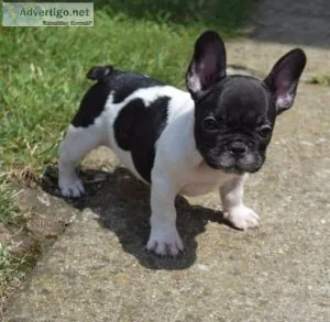 AA FRENCH BULLDOG PUPPIES FOR ADOPTION PLEASE CONTACT ASAP