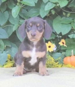 Miniature Dachshund puppy