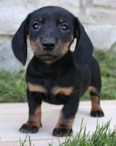 Petite Dachshund puppy