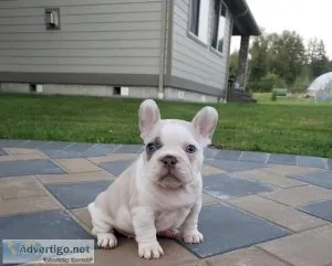 %SPECIAL FRENCH BULLDOG PUPPIES FOR ADOPTION
