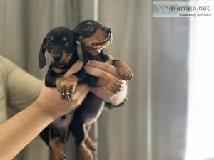 Male Dachshund Puppies Ready To Go
