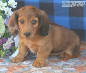 Adorable Miniature Dachshund puppy