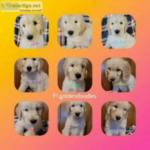 F1 goldendoodles