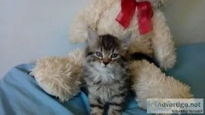 3 Pedigree Maine Coon Kittens ready to go to their new home.