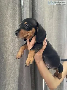 Mini Dachshund Black and Tan