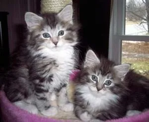 Siberian Kittens Available
