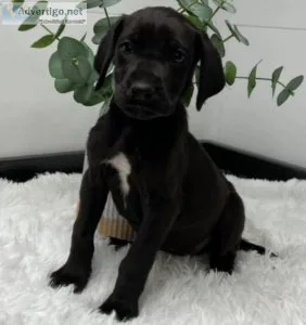 Purebreed Great Dane Puppy