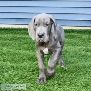 Adorable Great Dane Puppy