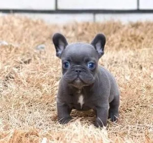 French bulldog sweet girls