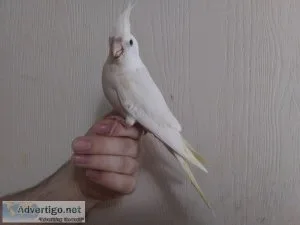 Cockatiel -Albino white faced Lutino 6 way split