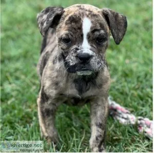 olde english bulldogge