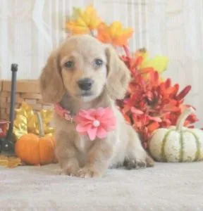 Cute Miniature Dachshund puppy
