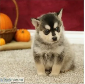 Pomsky puppies