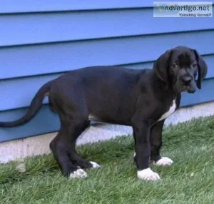 Beautiful Great Dane Puppy