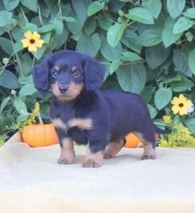 Lovable Miniature Dachshund puppy