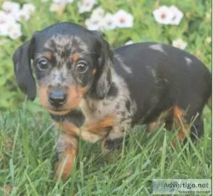 Spunky Mini Dachshund puppy