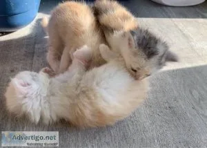 Pedigree Maine Coon kittens