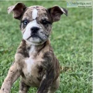 Olde English Bulldogge