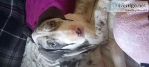 Great Dane puppies