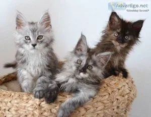 CKC REGISTERED MAINE COON KITTENS