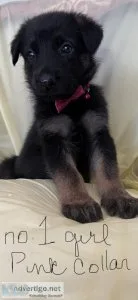 AKC GERMAN SHEPHERD PUPPIES