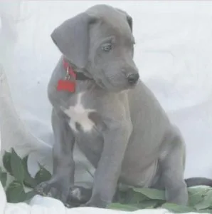 Blue eyed Great Dane Puppy