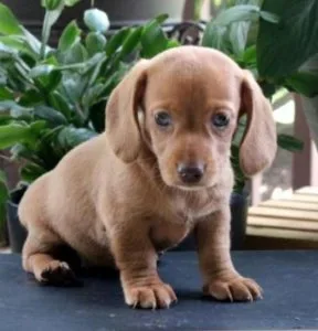 Dachshund puppy looking for a forever family
