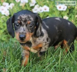 spunky Mini Dachshund puppy