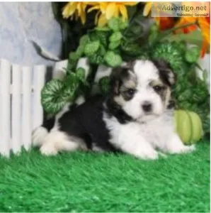 Morkie puppies