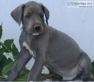 Beautiful Blue eyed Great Dane Puppy