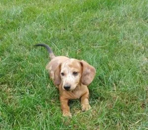 An adorable Dachshund puppy