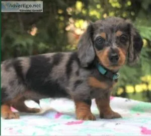 little Dachshund puppy
