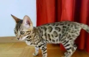 Bengal kitten to rehome