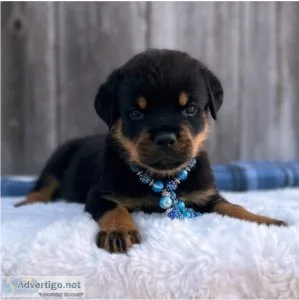 Rottweiler puppies