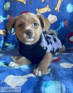 pomchipoodle mix