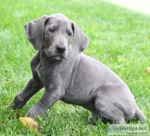 Great Dane Puppy Ready for New Home