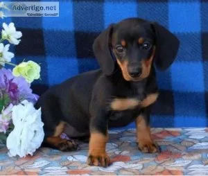Adorable Miniature Dachshund puppy