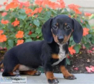 Super cute Dachshund puppy