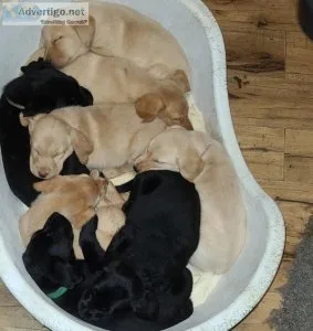 Labrador Retriever Puppies