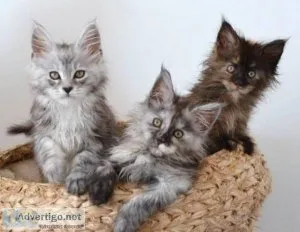 Beautiful tall Maine coon kittens .Both parents from pedigree de
