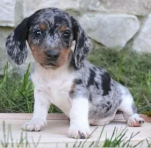 Affordable Dachshund puppy