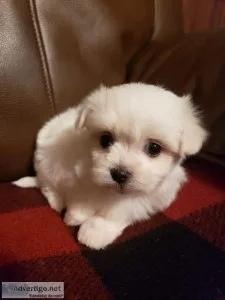 Maltese Puppies For Sale