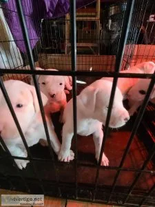 Puppies