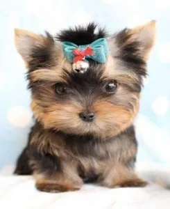 Christmas Teacup Yorkie Puppies Beautiful Little Faces 400.00