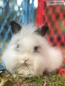 Purebred lionhead bunnies