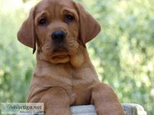 Fox Red Labrador Retrievers